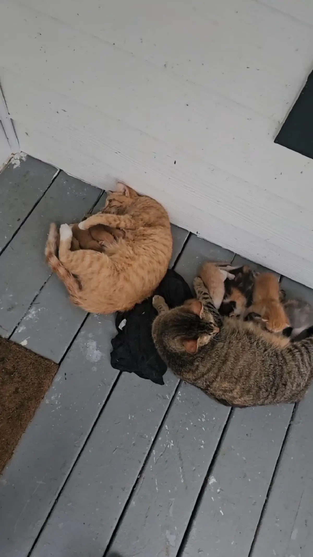 ชีวิตพลิก ชายเลี้ยงแมวจร กลับบ้านเจอ “หลาน 8 ตัว” ไม่ทันตั้งตัว