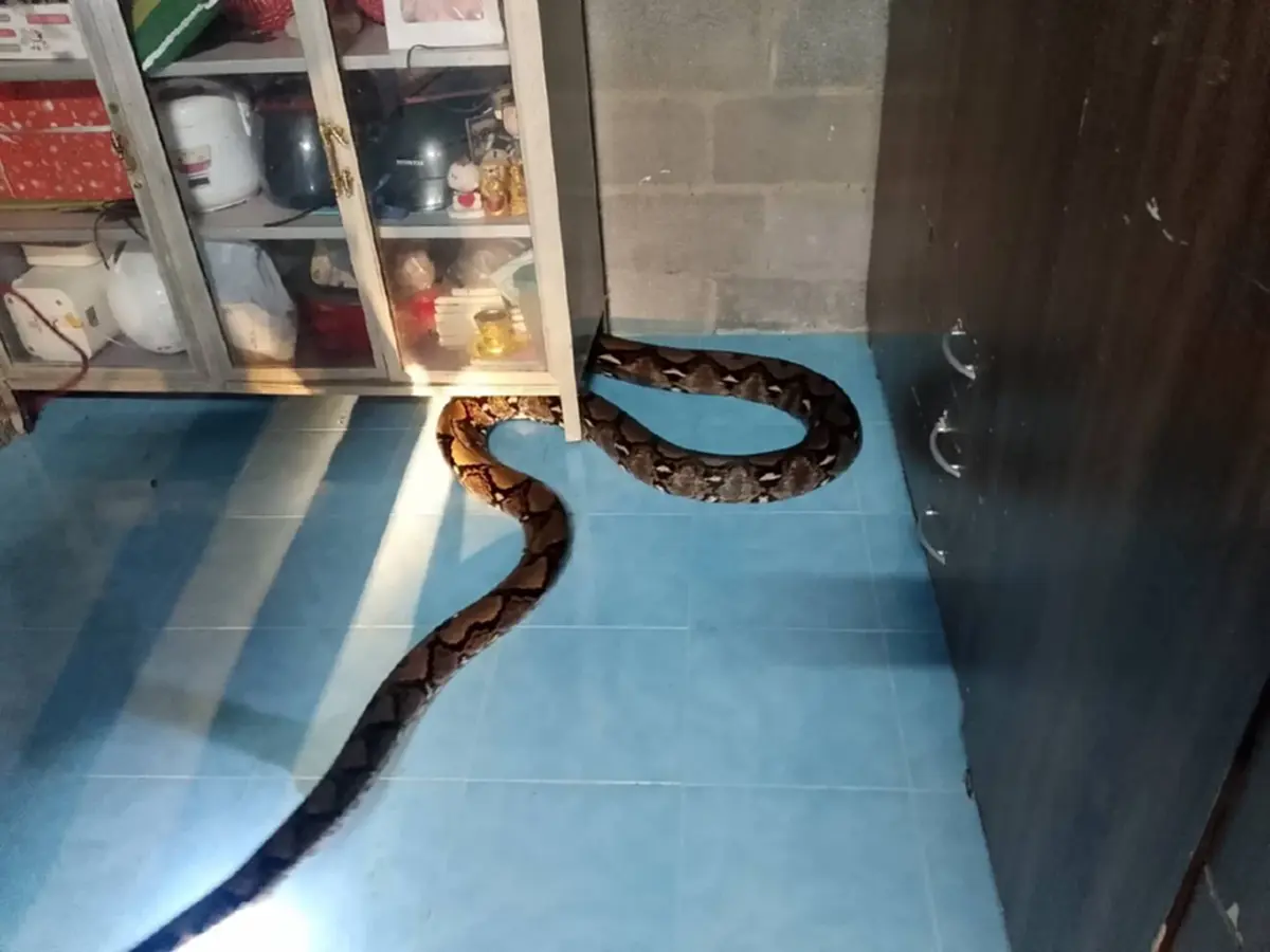 ส่องเลขที่บ้าน งูจงอางยักษ์ 5 เมตร เลื้อยซุกครัว ลุ้นจับระทึก