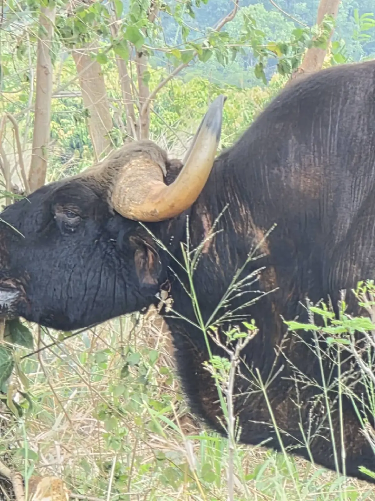 สุดสลด! กระทิงป่าเขาใหญ่ถูกบ่วงสลิงรัดคอดับ เร่งล่าพรานมือโหด