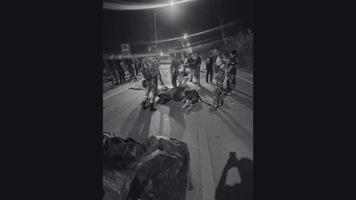 สลด! กระทิงป่าเขาใหญ่ ถูกรถชนสิ้นลมกลางถนน หลังออกมาหากิน