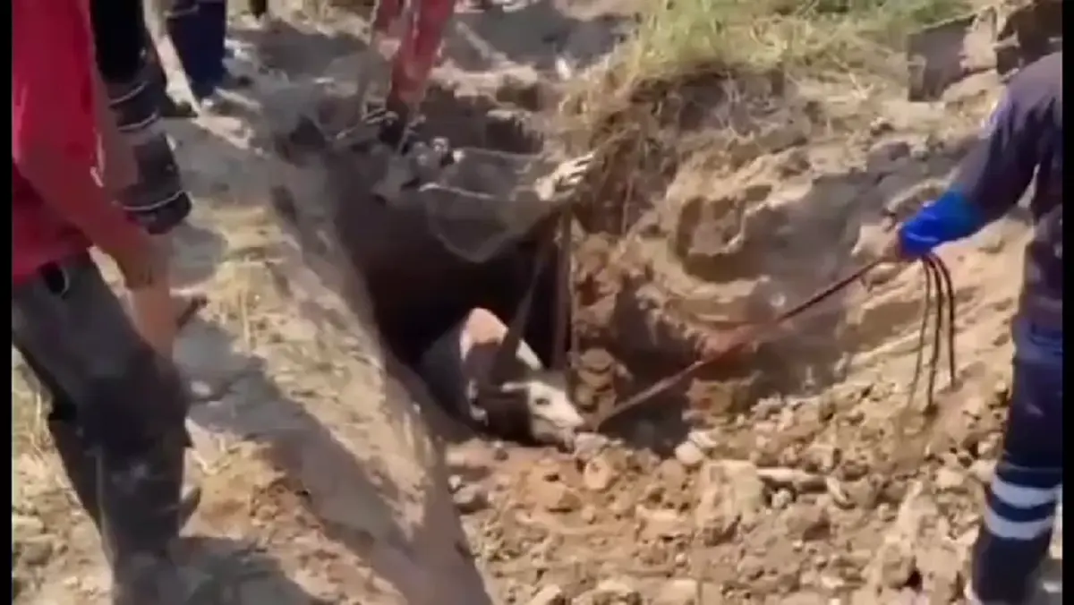 กู้ภัยนครนายกช่วย "น้องมะลิ" ลูกควายตกบ่อลึก 2 เมตรปลอดภัย