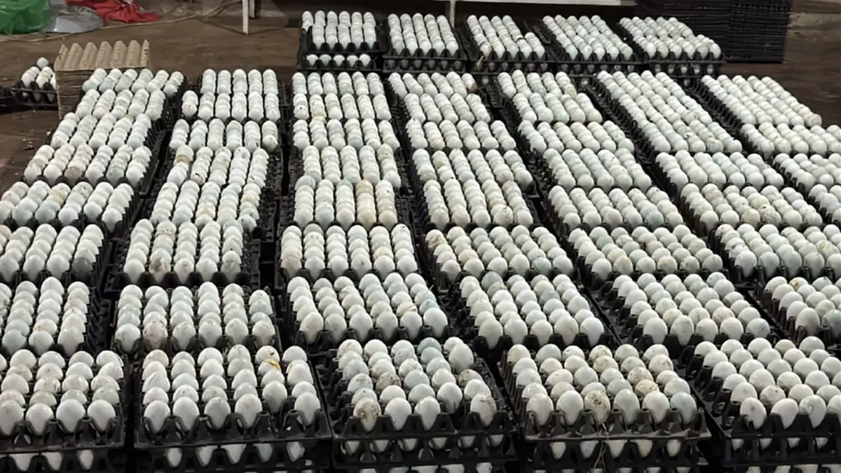 ทลายโกดังชายแดนอรัญฯ! รวบ 3 เอเย่นต์ ลอบขน "ไข่เป็ด-สินค้าเถื่อน"