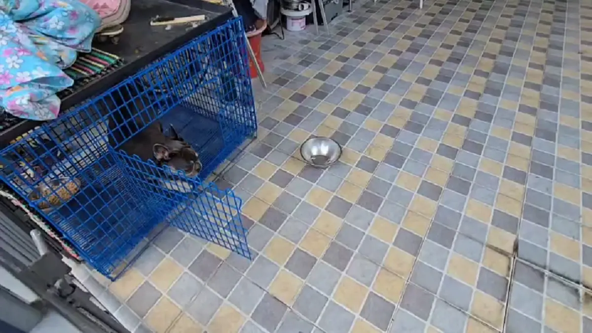 บุกช่วยสุนัขเฟรนช์บูลด็อกดอนเมือง ถูกขังตากแดดขาอ่อนแรง