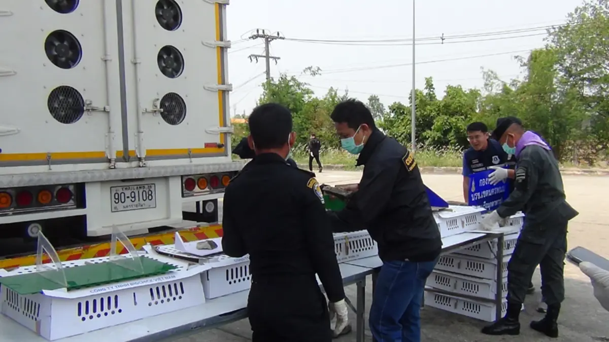 สกัดจับรถ 6 ล้อ ขนลูกไก่เถื่อนเวียดนามนับหมื่นตัวส่งอำนาจเจริญ