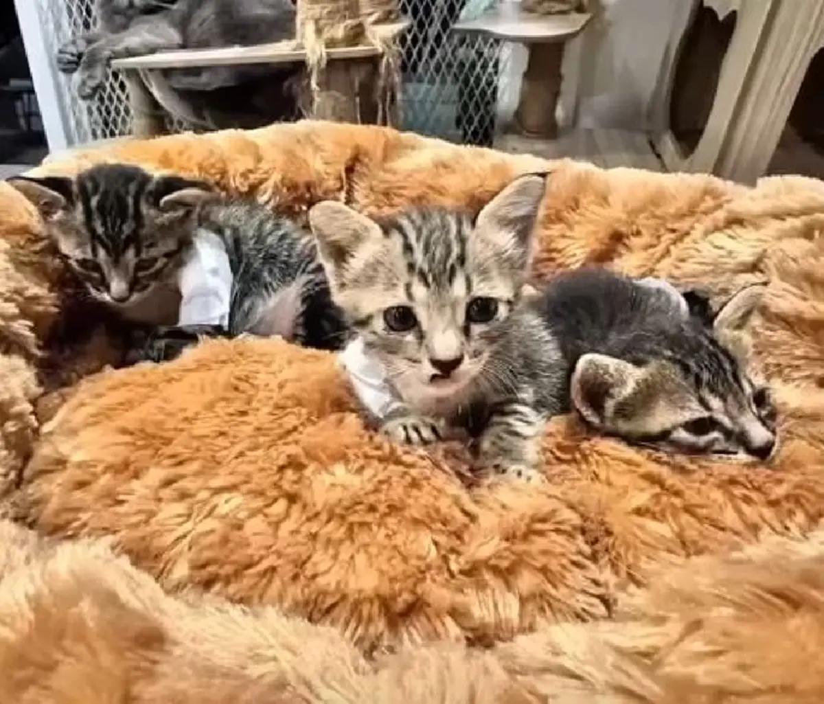 บีบใจหนัก ทำลูกแมว 3 ตัว กลับดาว 1 สาหัส 2 เร่งล่าตัวคนใจยักษ์