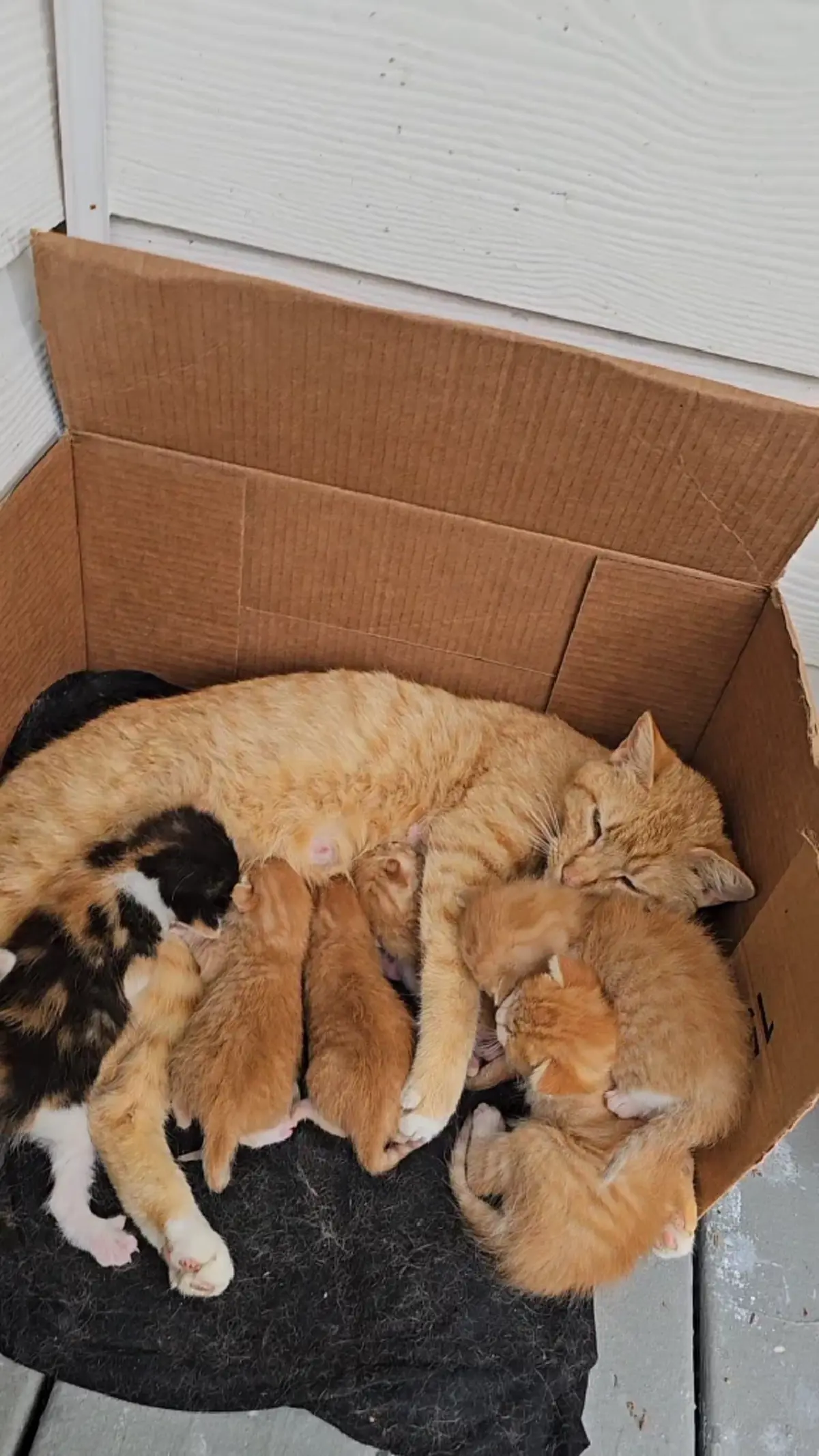 ชีวิตพลิก ชายเลี้ยงแมวจร กลับบ้านเจอ “หลาน 8 ตัว” ไม่ทันตั้งตัว