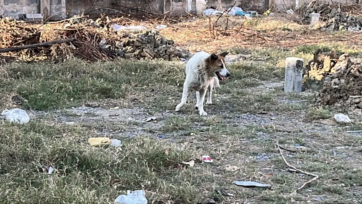 สะเทือนใจ! เจ้าของย้ายบ้านทิ้งหมาเฝ้าซอยปากเกร็ด สภาพสุดเวทนา