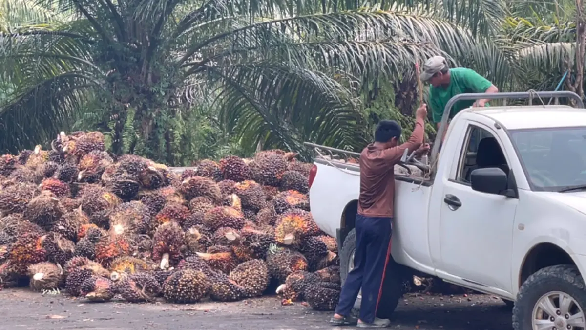 ชาวสวนปาล์มโอดน้ำมันแพงดันต้นทุนพุ่ง จ่อขยับค่าจ้างตัดเพิ่ม