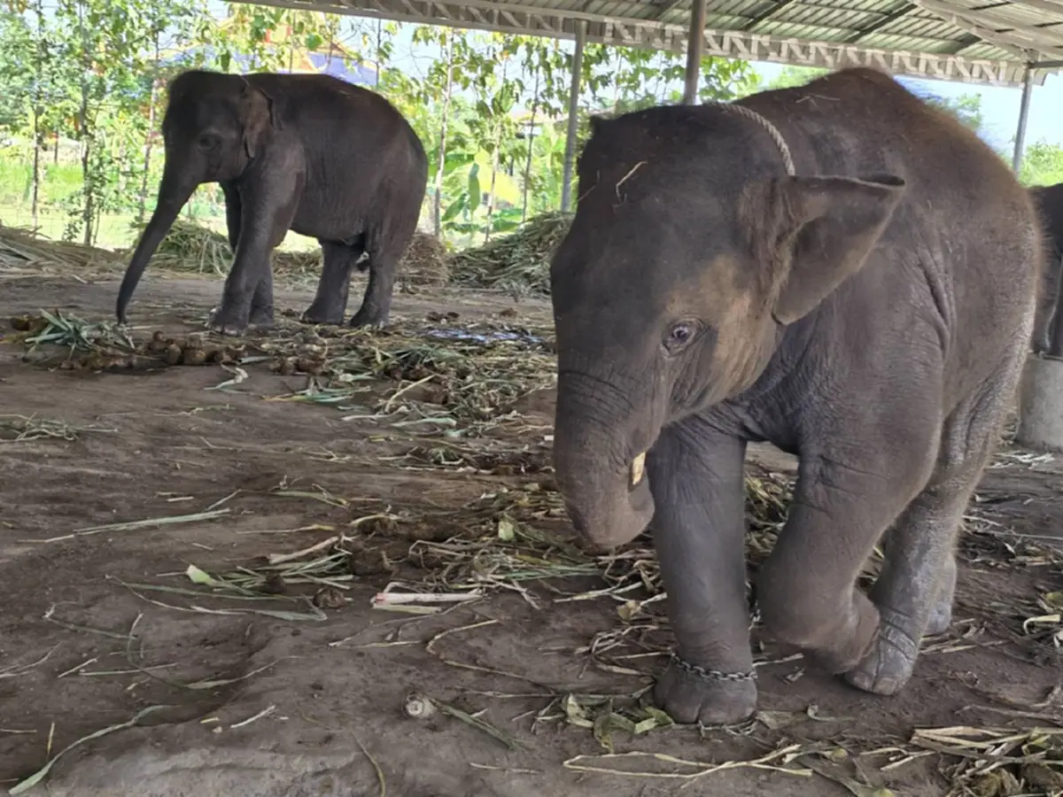 พิษน้ำมันแพง! ช้างกินไม่อิ่ม ควาญจำใจลดอาหาร ประคองตัวฝ่าวิกฤต
