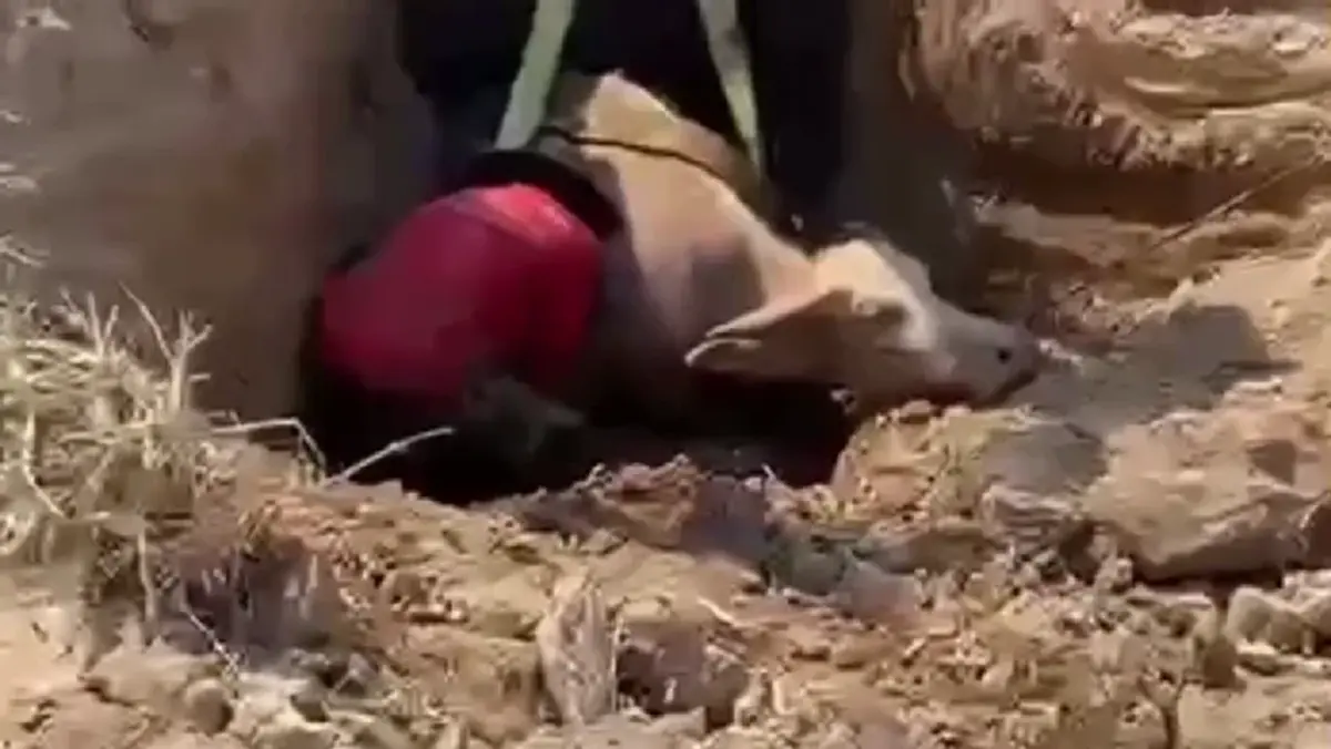 กู้ภัยนครนายกช่วย "น้องมะลิ" ลูกควายตกบ่อลึก 2 เมตรปลอดภัย