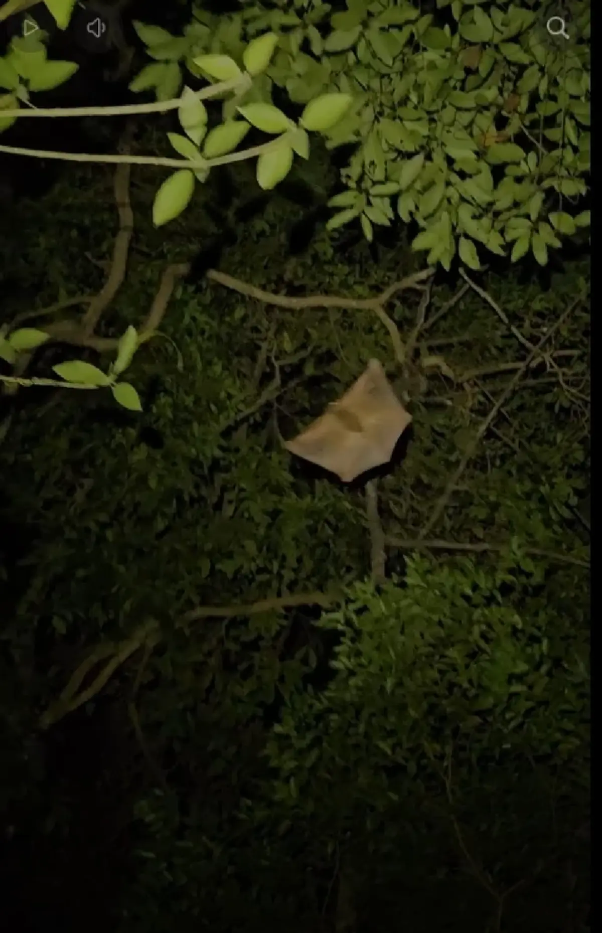 รู้แล้ว เสียงผีป่าเหมือนเด็กหลอนผู้คนมาแต่โบราณ แท้จริงคืออะไร