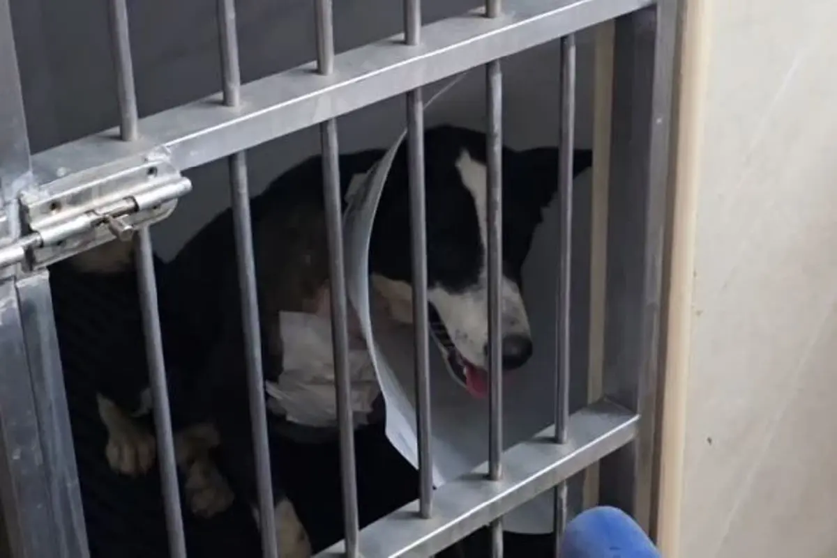 จับแล้วหนุ่มทำร้ายหมาจร หลักฐานมัดแน่น ข้ออ้างเหลือเชื่อ