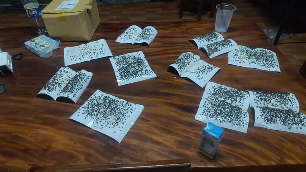 เดือดร้อนหนักวิกฤตแมลงวันบุกหมู่บ้าน! นับแสนตัวเกลื่อนบ้าน