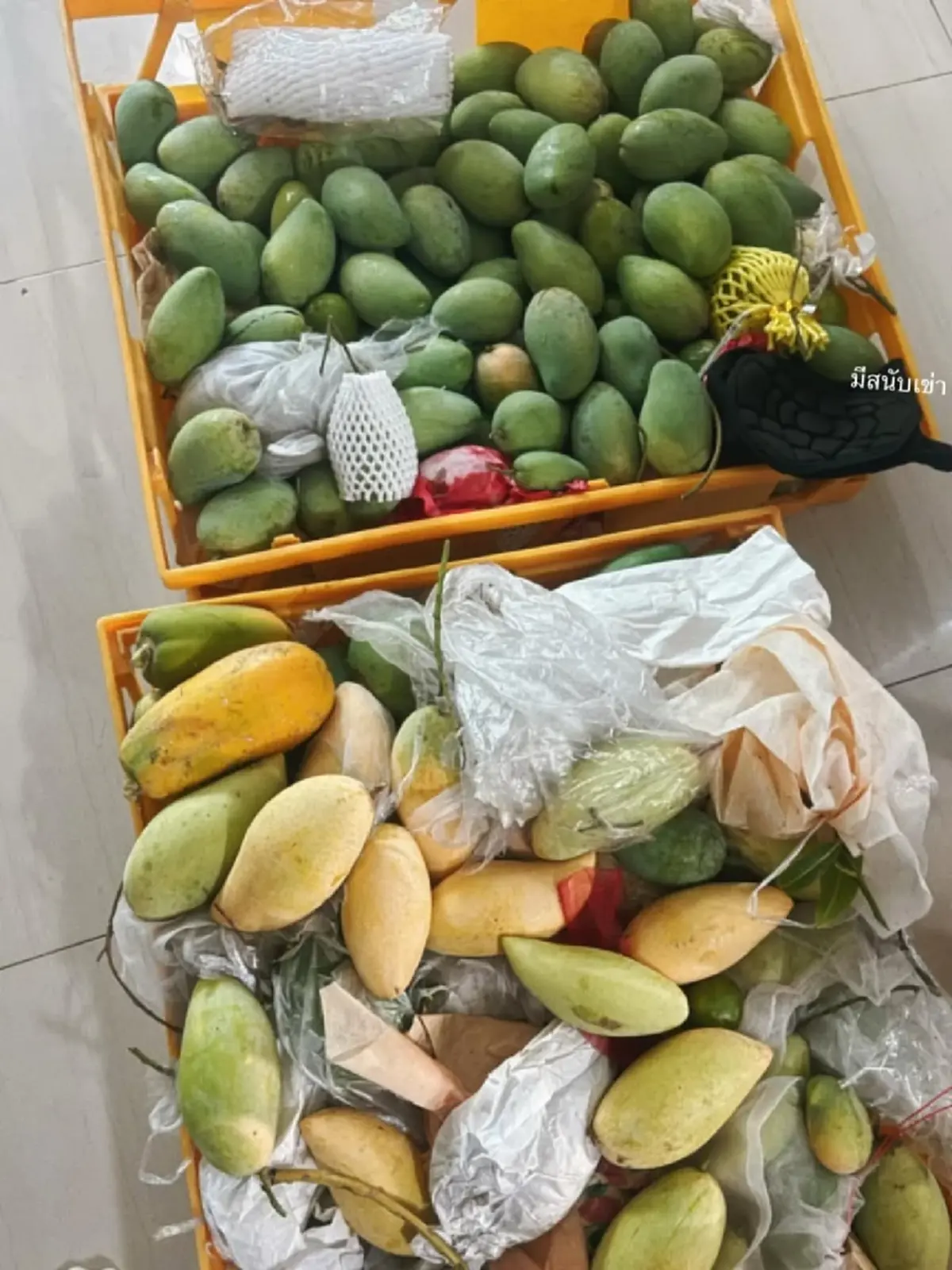 ใบเฟิร์น พิมพ์ชนก ลุยปีนต้นมะม่วง โชว์สกิลสุดคล่อง ชาวเน็ตแห่ชม