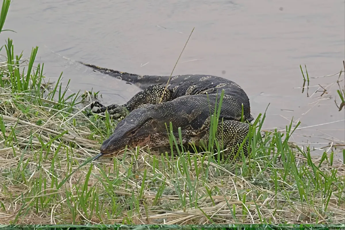 ศึกเดือดริมแม่น้ำน่าน!! "งูเหลือมปะทะตัวเงินตัวทอง"