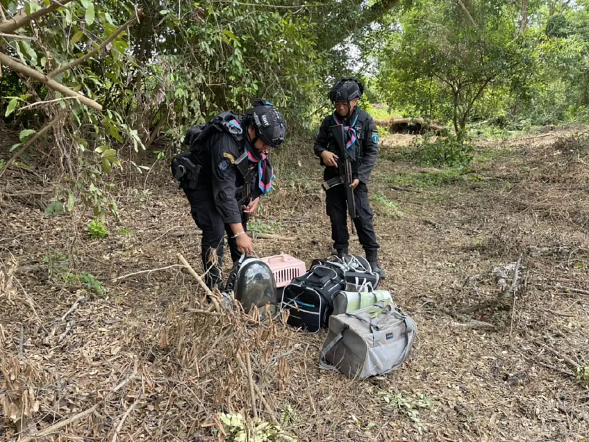 บุกสกัด แก๊งลอบขนแมวข้ามแดน ซุกกระเป๋าทิ้งป่า ยึดได้ 8 ชีวิต