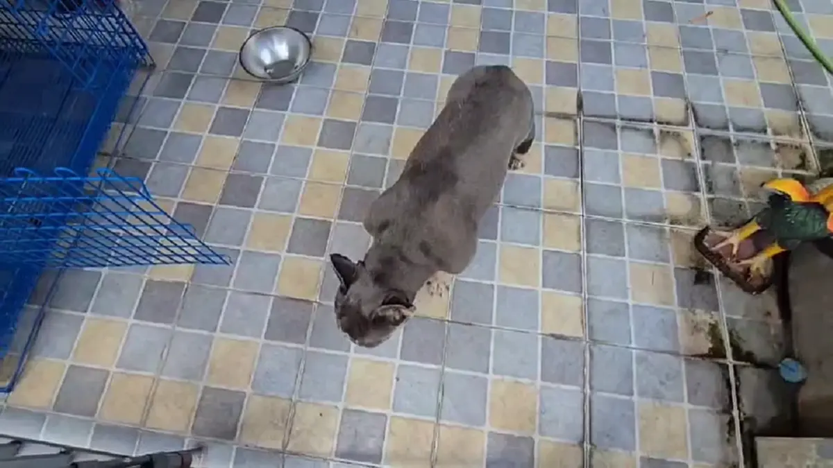 บุกช่วยสุนัขเฟรนช์บูลด็อกดอนเมือง ถูกขังตากแดดขาอ่อนแรง