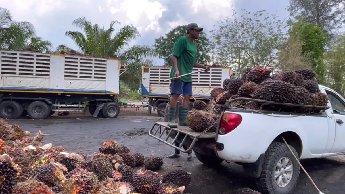 ชาวสวนปาล์มโอดน้ำมันแพงดันต้นทุนพุ่ง จ่อขยับค่าจ้างตัดเพิ่ม