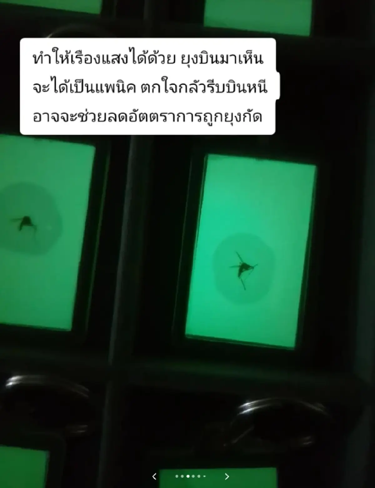 สาวปิ๊งไอเดียแปลก ทำเงินจากยุง ขายดีเกินคาด งานนี้จับแทบไม่ทัน