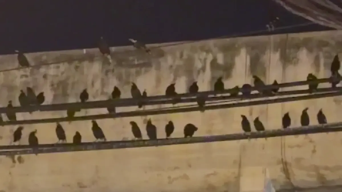 ชาวอ่างทองสุดทน นกนับแสนยึดใจกลางเมือง วอนเร่งแก้ปัญหามูลนก