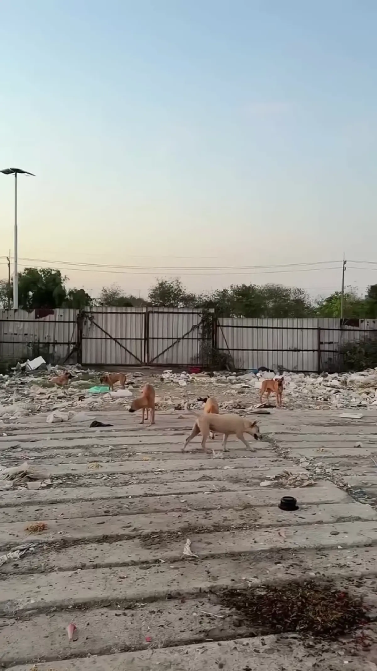 ปุ๊กลุก-ไมค์ ควงคู่ลุยคลองหลวง เลี้ยงอาหารหมาจรนับร้อย