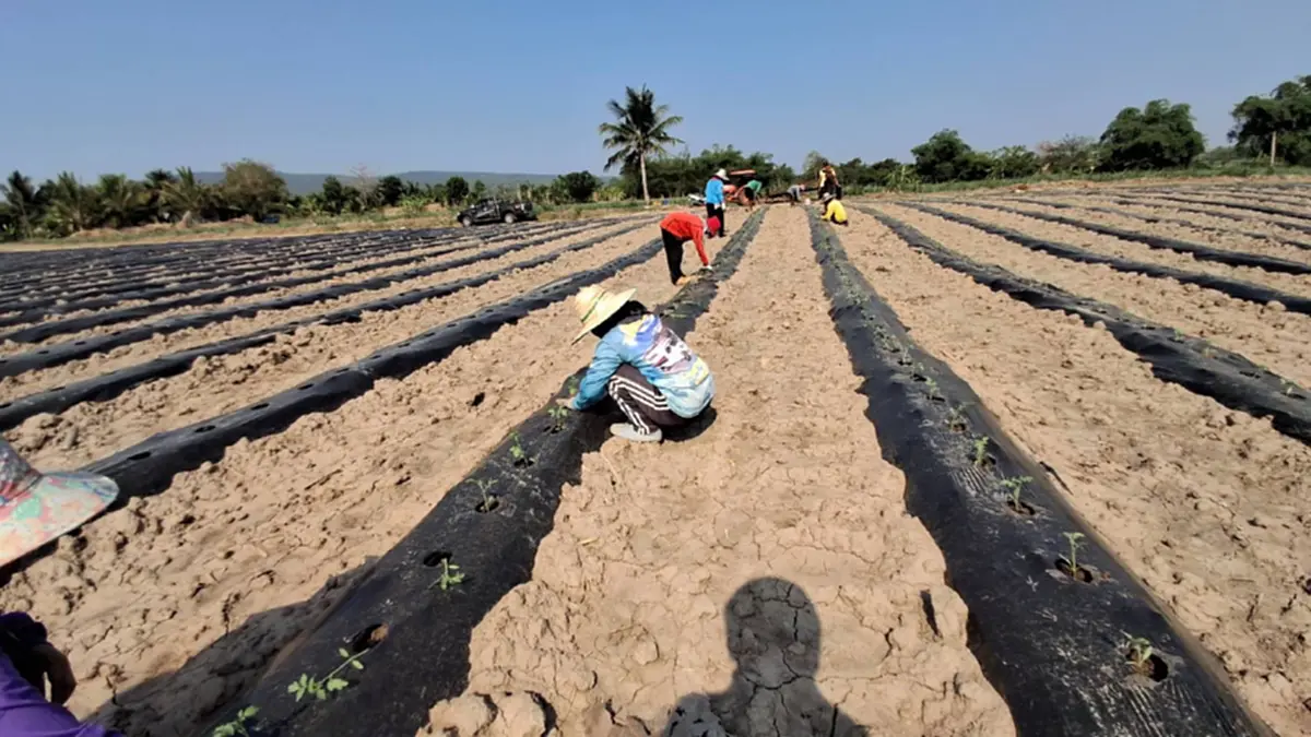 ชาวสวนมะเขือเทศโคราชโอด ปุ๋ยแพงซ้ำเติมต้นทุน พ่วงน้ำมันพุ่ง