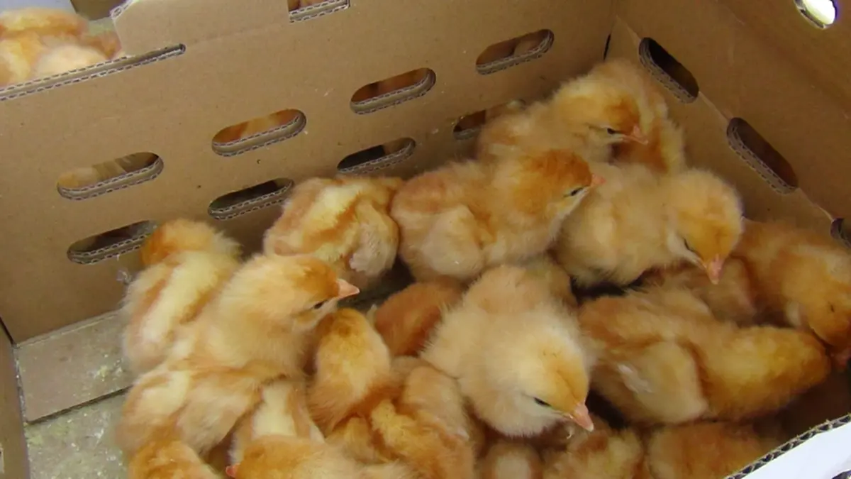 สกัดจับรถ 6 ล้อ ขนลูกไก่เถื่อนเวียดนามนับหมื่นตัวส่งอำนาจเจริญ