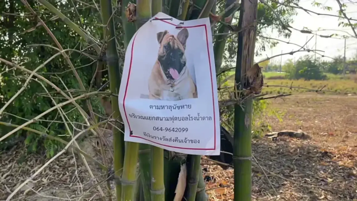 เจอตัว น้องกุนเชียง ที่เจ้าของตามหา เห็นภาพน้องล่าสุดยิ่งใจสลาย