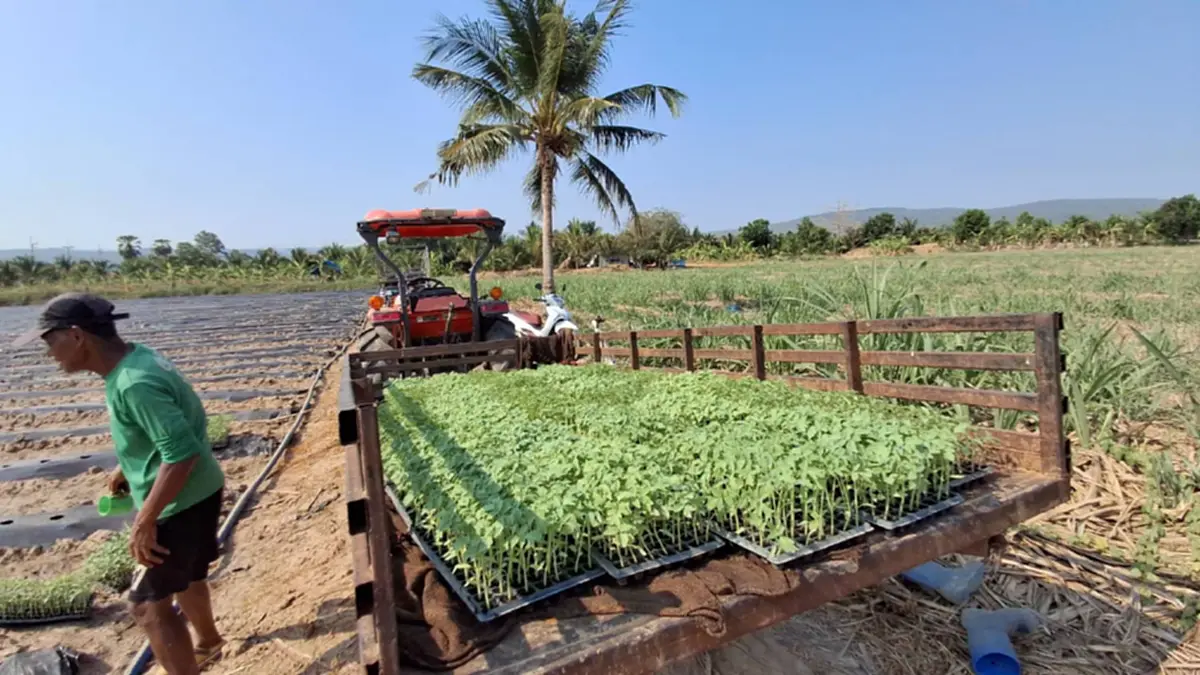 ชาวสวนมะเขือเทศโคราชโอด ปุ๋ยแพงซ้ำเติมต้นทุน พ่วงน้ำมันพุ่ง