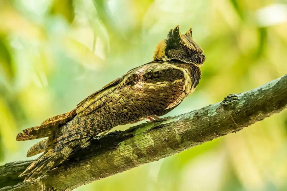 ฮือฮา! พบ "นกตบยุงยักษ์" สัตว์ป่าหายากโผล่อวดโฉมแคมป์บ้านกร่าง