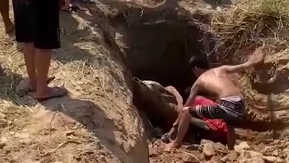 กู้ภัยนครนายกช่วย "น้องมะลิ" ลูกควายตกบ่อลึก 2 เมตรปลอดภัย