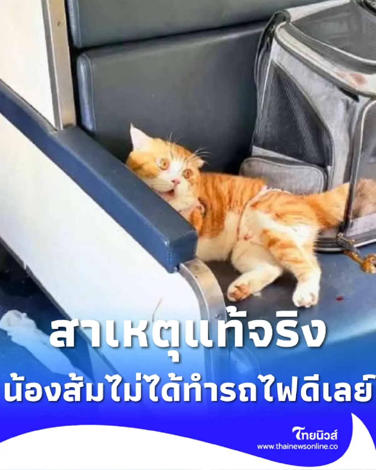 คืนความเป็นธรรมให้ แมวส้ม ที่แท้ไม่ได้เป็นต้นเหตุทำรถไฟดีเลย์