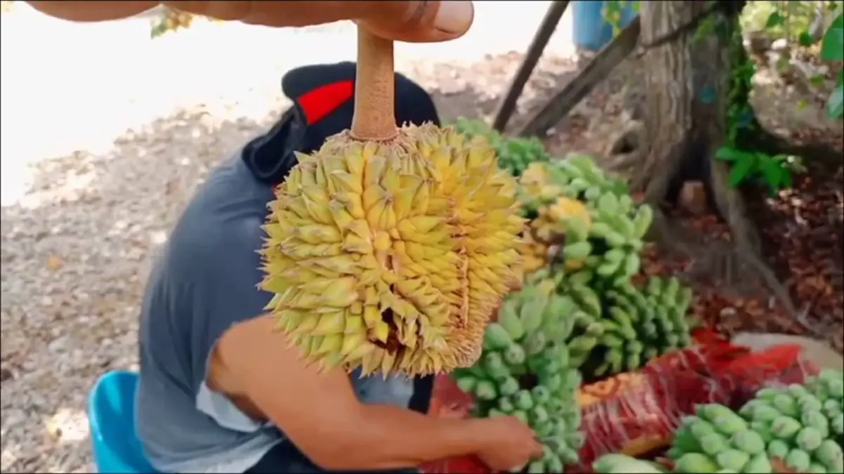 "ทุเรียนลูกละร้อย" สะเทือนถึงสวนกล้วย! ชาวสวนระยองตัดพ้อ