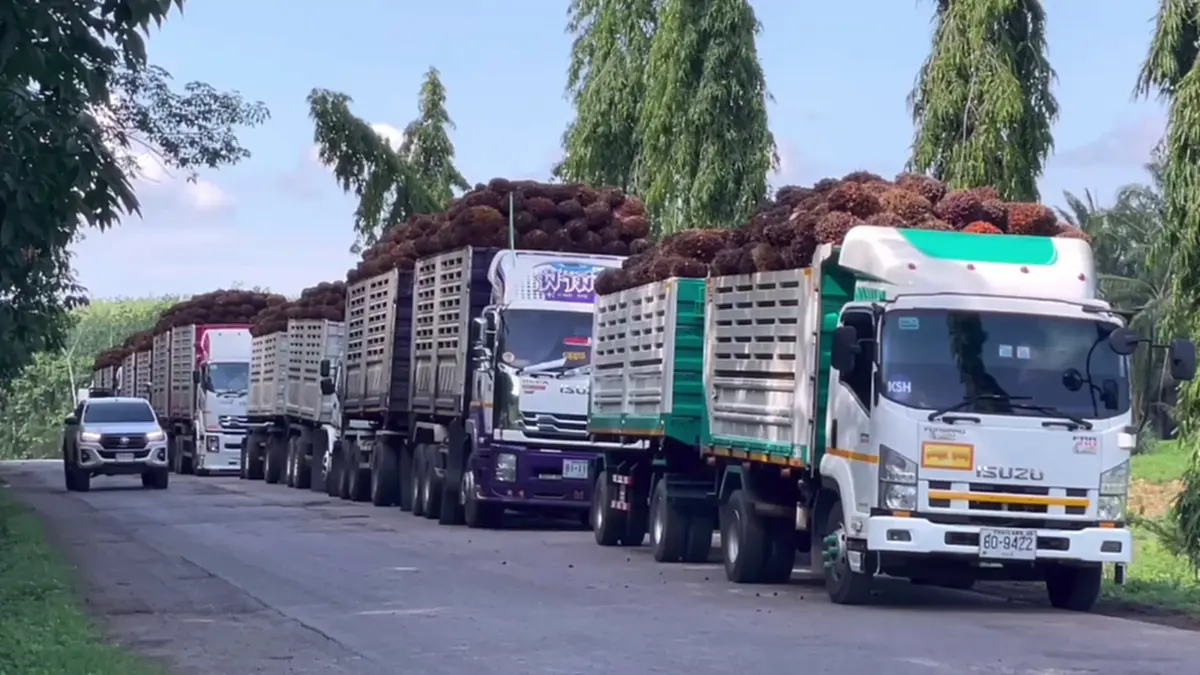 ชาวสวนปาล์มตรังฮือค้านห้ามส่งออก แฉบิดเบือนราคา-จี้รัฐแก้ไข