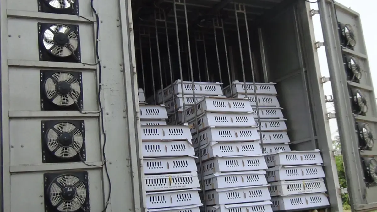 สกัดจับรถ 6 ล้อ ขนลูกไก่เถื่อนเวียดนามนับหมื่นตัวส่งอำนาจเจริญ