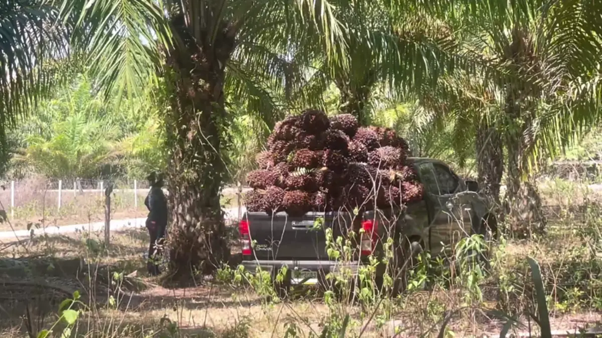 ชาวสวนปาล์มตรังฮือค้านห้ามส่งออก แฉบิดเบือนราคา-จี้รัฐแก้ไข