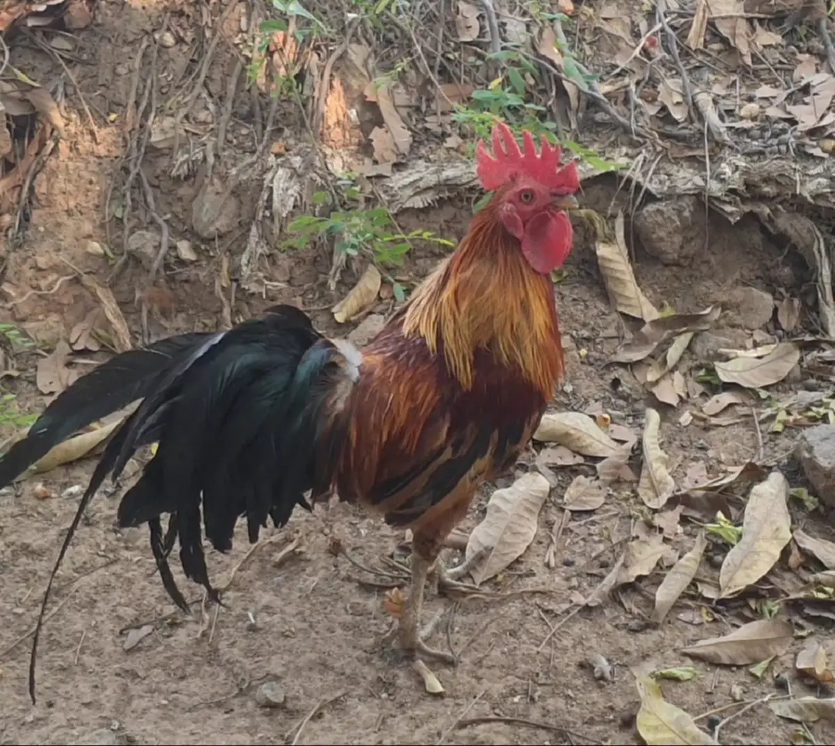 ฮือฮาพะเยา! "ไก่เดือยแฝด–เดือยสาม" สุดแปลกหาชมได้ยาก