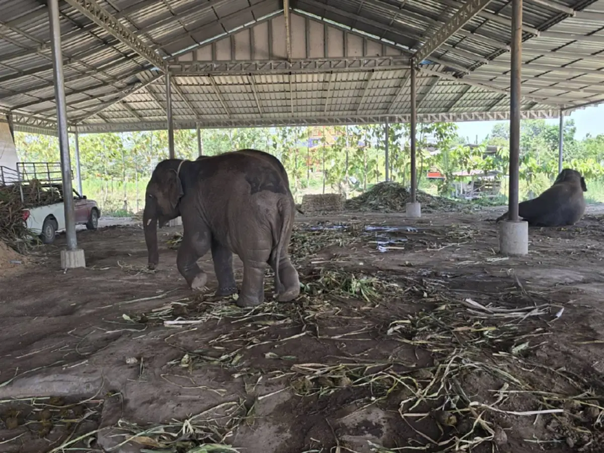 พิษน้ำมันแพง! ช้างกินไม่อิ่ม ควาญจำใจลดอาหาร ประคองตัวฝ่าวิกฤต