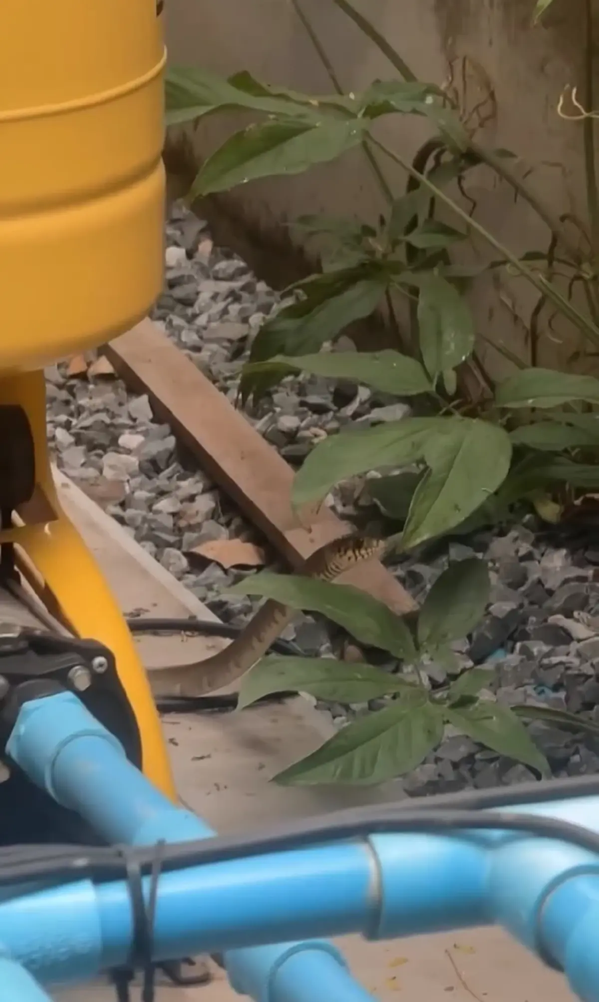 ส่องเลขที่บ้าน แม่แก้ว เผยนาทีงูเลื้อยเข้าบ้านในวันพระ