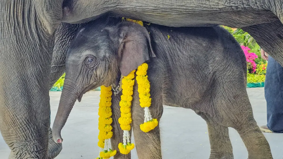 เชือกแรกแห่งปี 69 พลายมิตรภาพ ถือกำเนิดสู่ปางช้างสวนนงนุชพัทยา