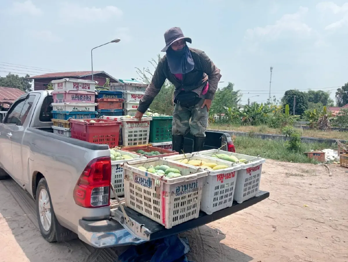 มะม่วงกาฬสินธุ์อ่วม! ราคาดิ่ง กก.ละ 3 บาท วอนรัฐช่วยด่วน