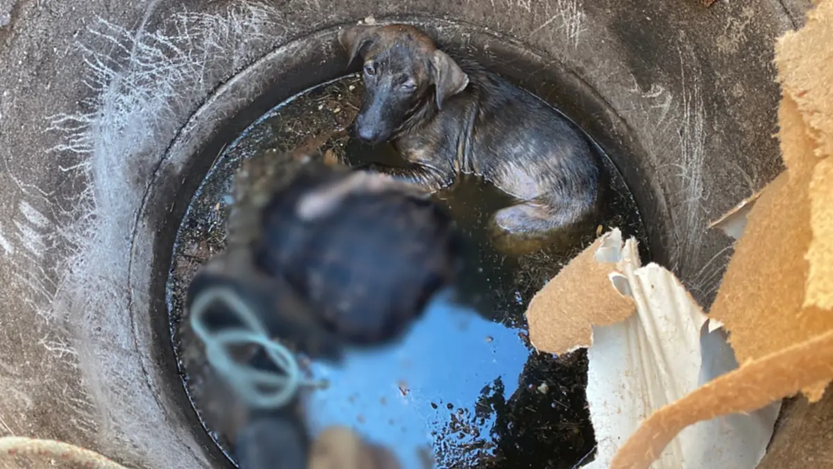 ป้าวัย 62 โรยตัวลงบ่อเกรอะช่วยสุนัขก่อนขาดอากาศดับสลด