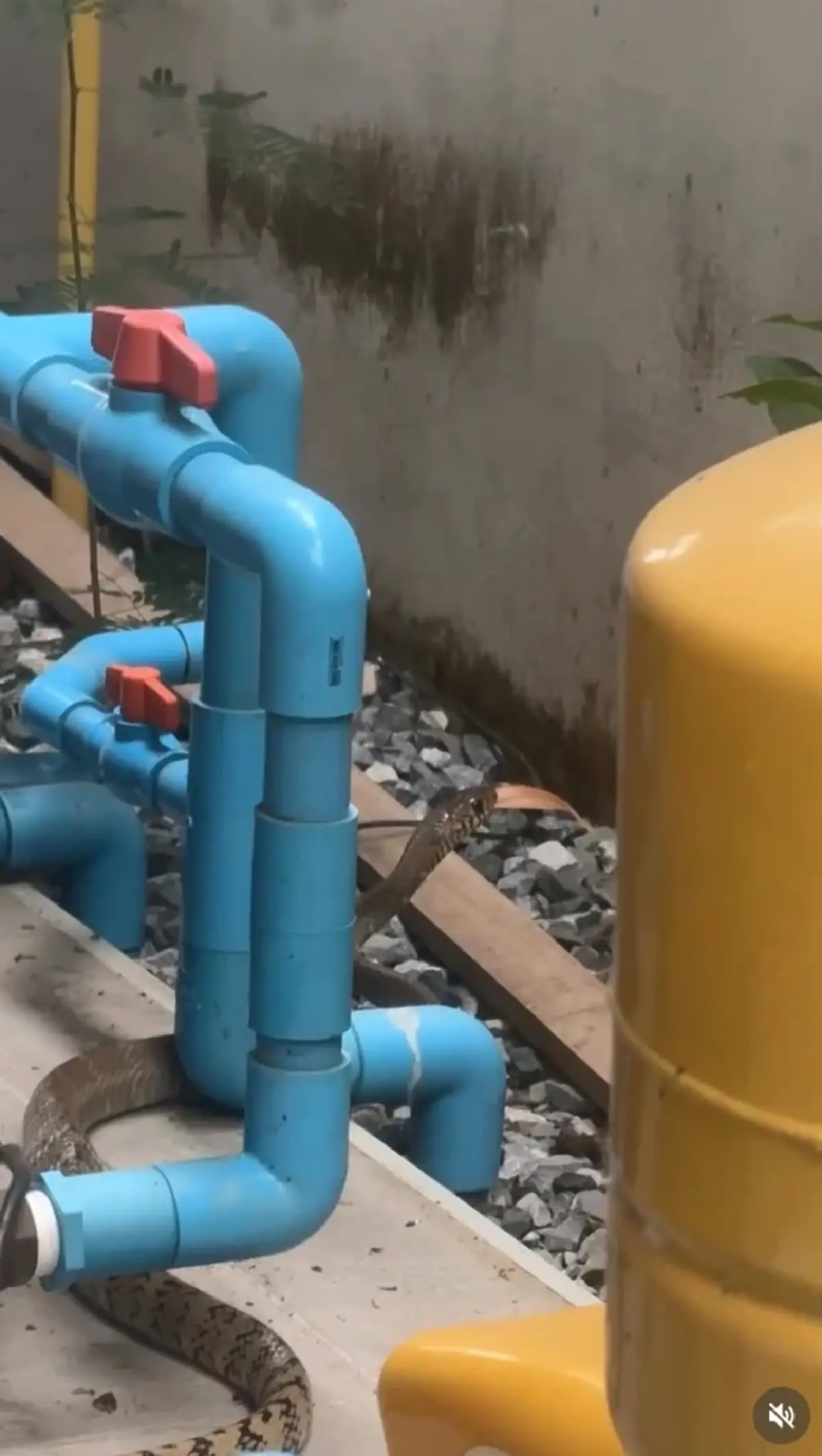 ส่องเลขที่บ้าน แม่แก้ว เผยนาทีงูเลื้อยเข้าบ้านในวันพระ