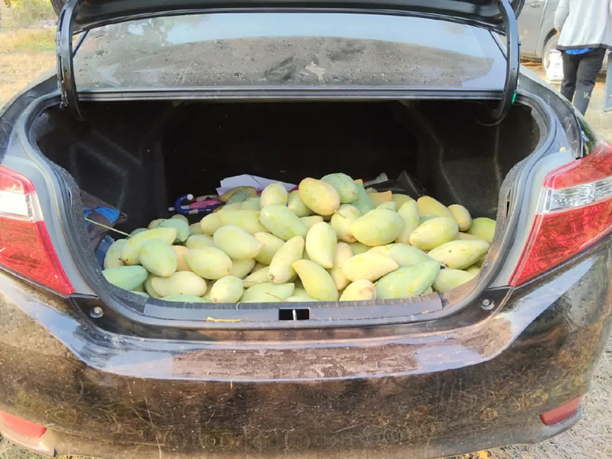 มะม่วงล้นสวน! ชาววัดโบสถ์ขาย "น้ำดอกไม้สีทอง" กก.ละ 2 บาท