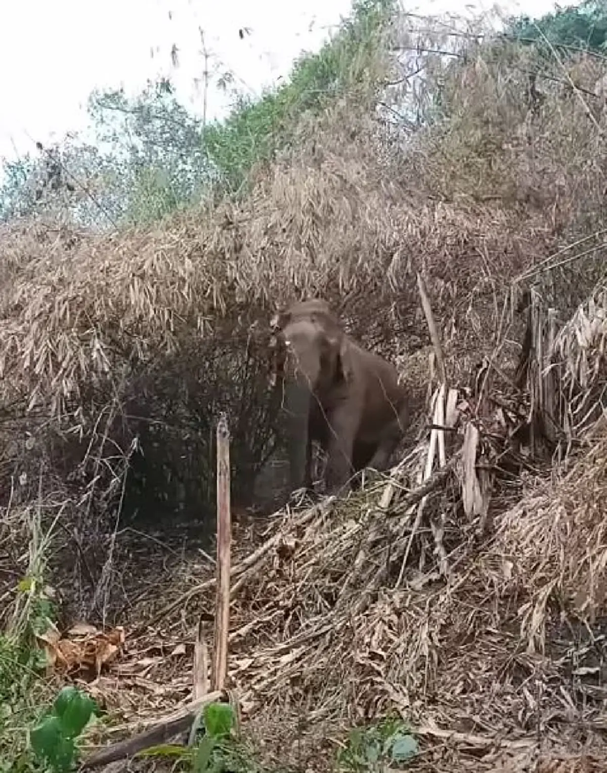 โปรดช่วย สีดอบูม อดีตช้างลากไม้ ถูกผูกกลางป่า ไร้น้ำ ไร้อาหาร