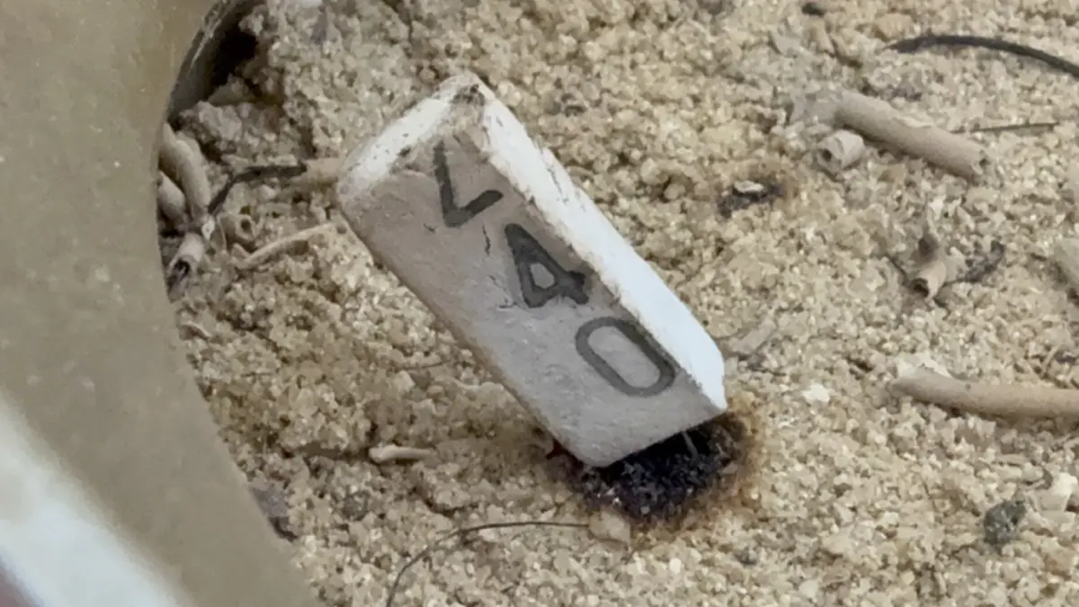 แห่ส่องเลข! พิธีปลุกเสกวัตถุมงคล เลขธูป–หางประทัด มาเต็ม