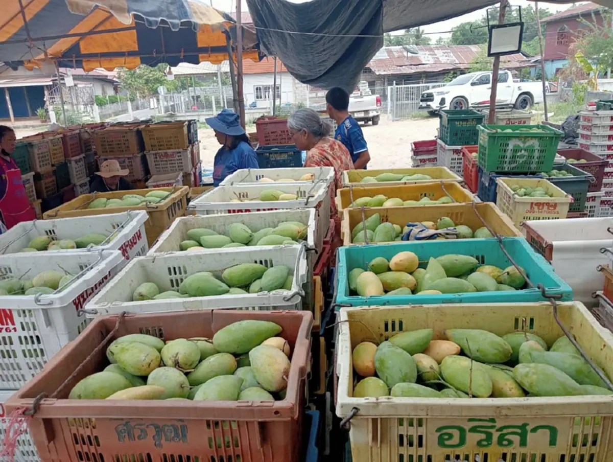 มะม่วงกาฬสินธุ์อ่วม! ราคาดิ่ง กก.ละ 3 บาท วอนรัฐช่วยด่วน