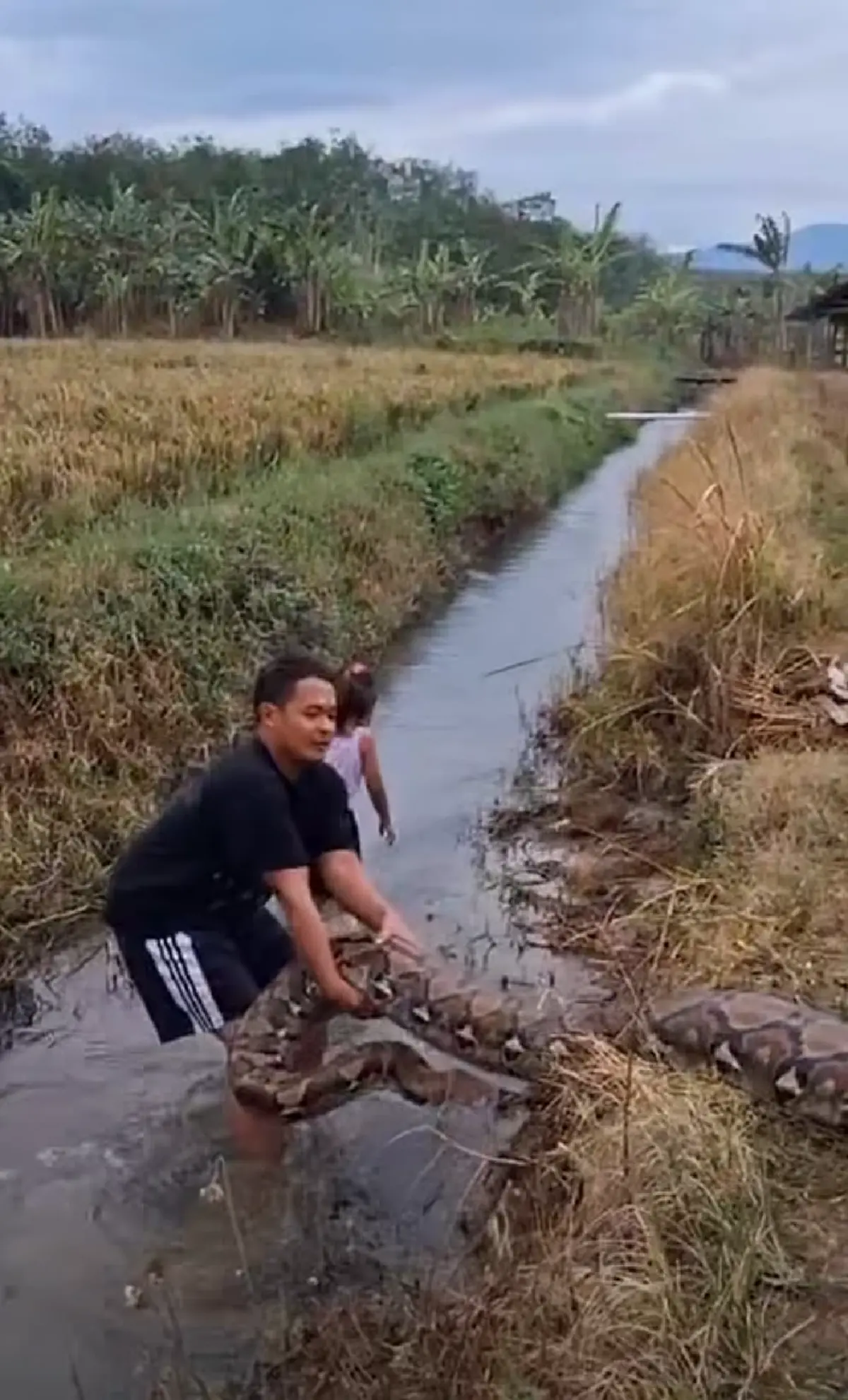 คนเลี้ยงงูอุ้มงูตัวใหญ่เบิ้ม เดินเล่นกลางทุ่ง ทำคนดูขนลุก!