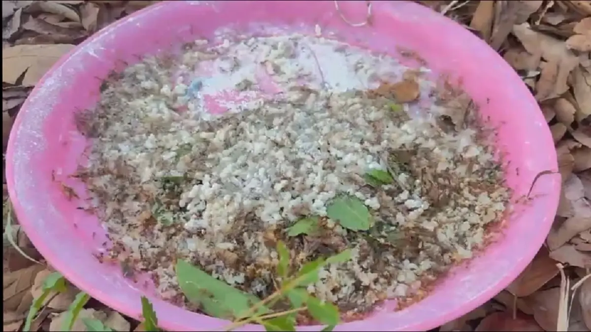 "ไข่มดแดงออนไลน์" ฮิตไม่หยุด! สาวโคราชแหย่ขายกก.ละ 500