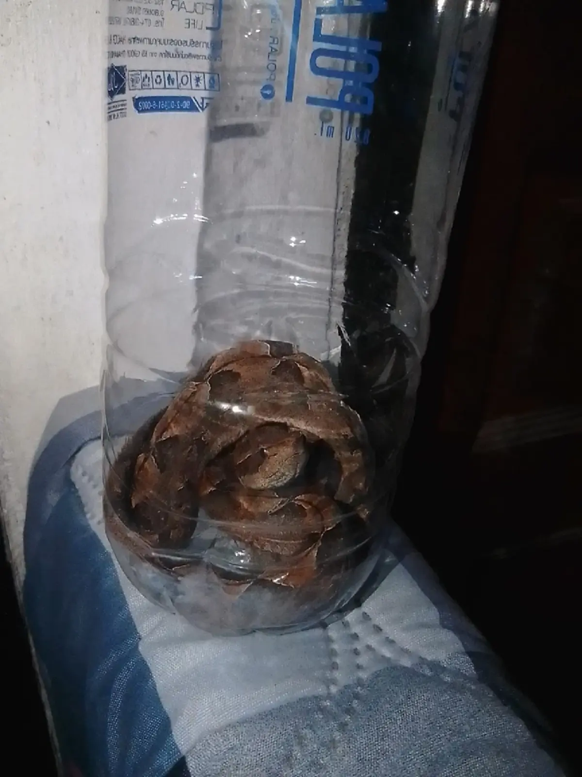 สาว จับงูปริศนา ใส่ขวด ถามนี่งูอะไร ได้คำตอบ ทำสยอง โชคดีที่ยังรอด 